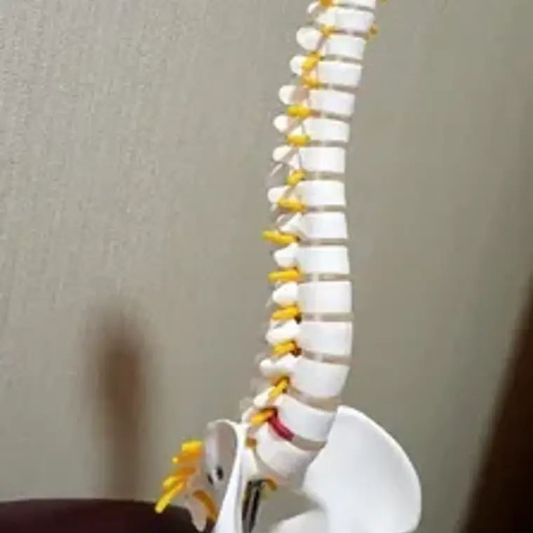 Columna Vertebral 45 Cm Modelo Anatómico Enseñanzasantiago 8