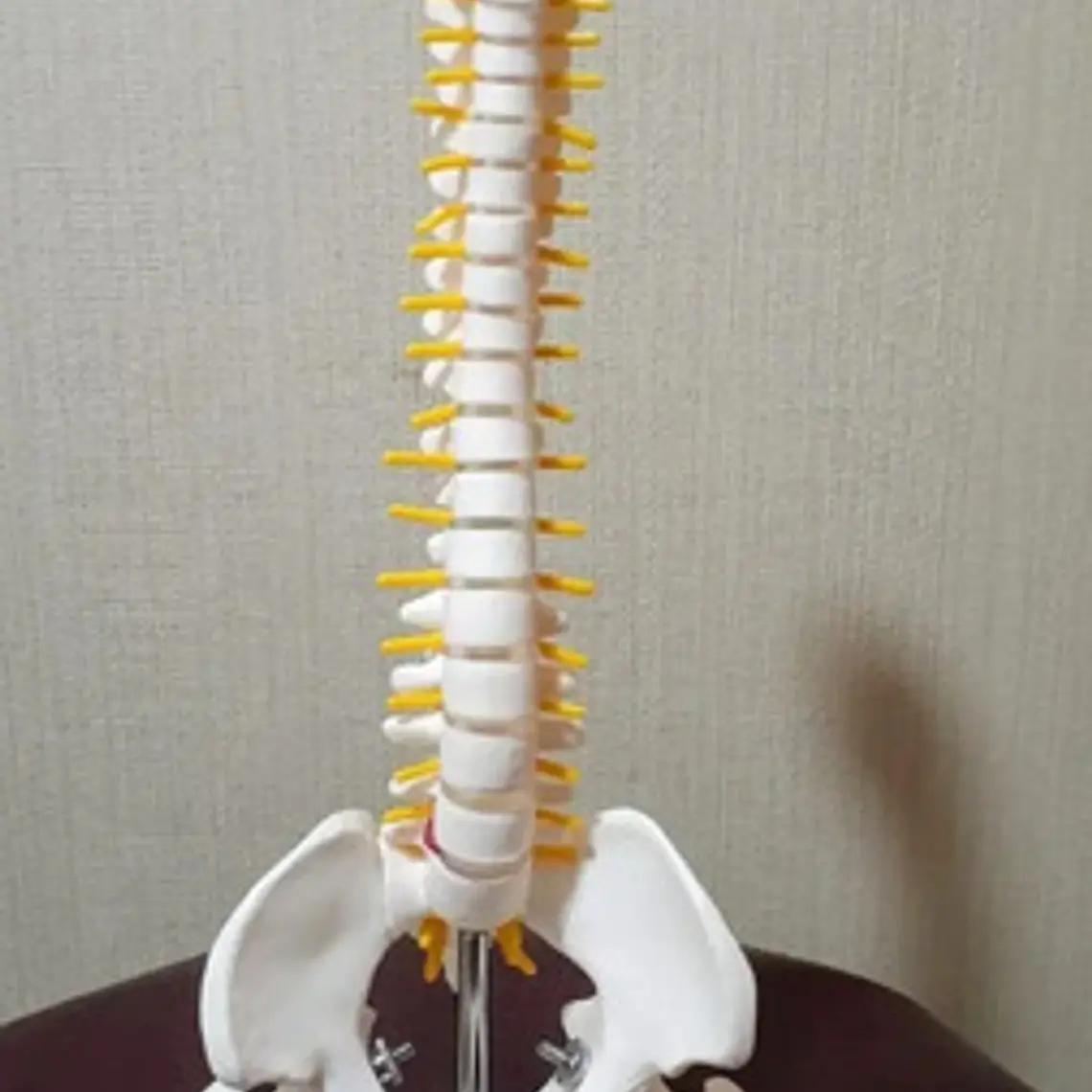 Columna Vertebral 45 Cm Modelo Anatómico Enseñanzasantiago 9