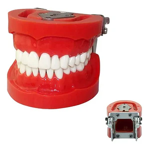 Arcada Modelo Dental Tipo Nissin 32 Piezas Encía Dura