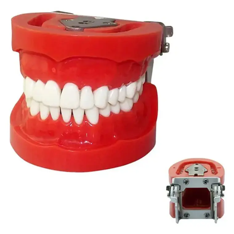 Arcada Modelo Dental Tipo Nissin 32 Piezas Encía Dura 1