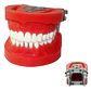 Arcada Modelo Dental Tipo Nissin 32 Piezas Encía Dura - Miniatura 1