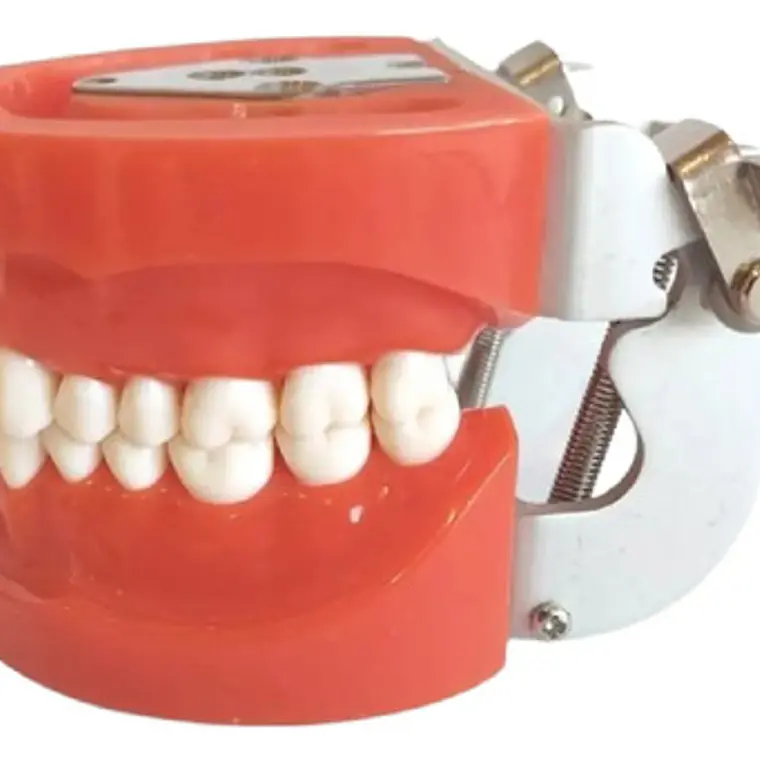 Arcada Modelo Dental Tipo Nissin 32 Piezas Encía Dura 2