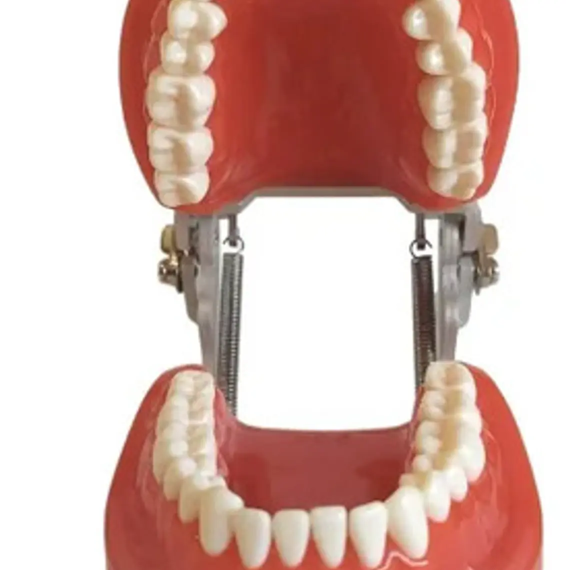 Arcada Modelo Dental Tipo Nissin 32 Piezas Encía Dura 3