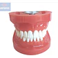 Arcada Modelo Dental Tipo Nissin 32 Piezas Encía Dura - Miniatura 4