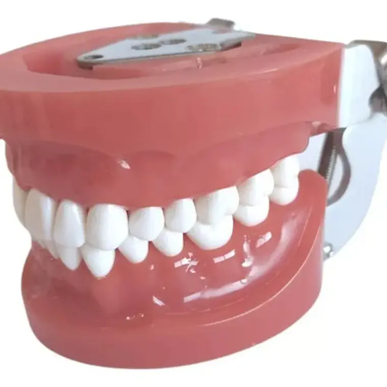 Arcada Modelo Dental Tipo Nissin 32 Piezas Encía Dura 5