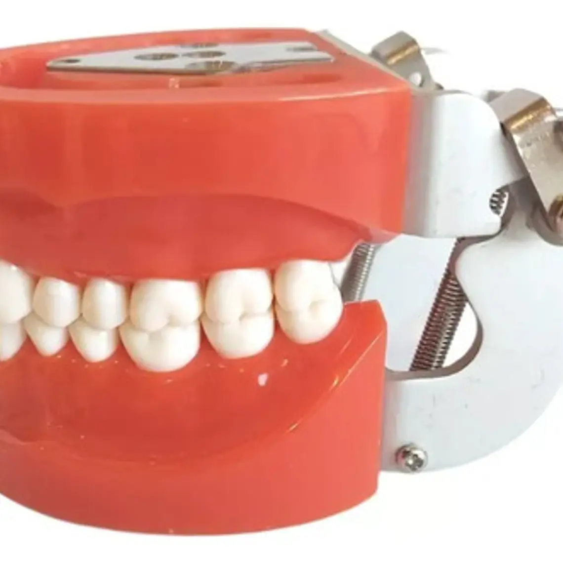 Arcada Modelo Dental Tipo Nissin 32 Piezas Encía Dura 6