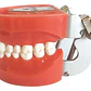 Arcada Modelo Dental Tipo Nissin 32 Piezas Encía Dura - Miniatura 6