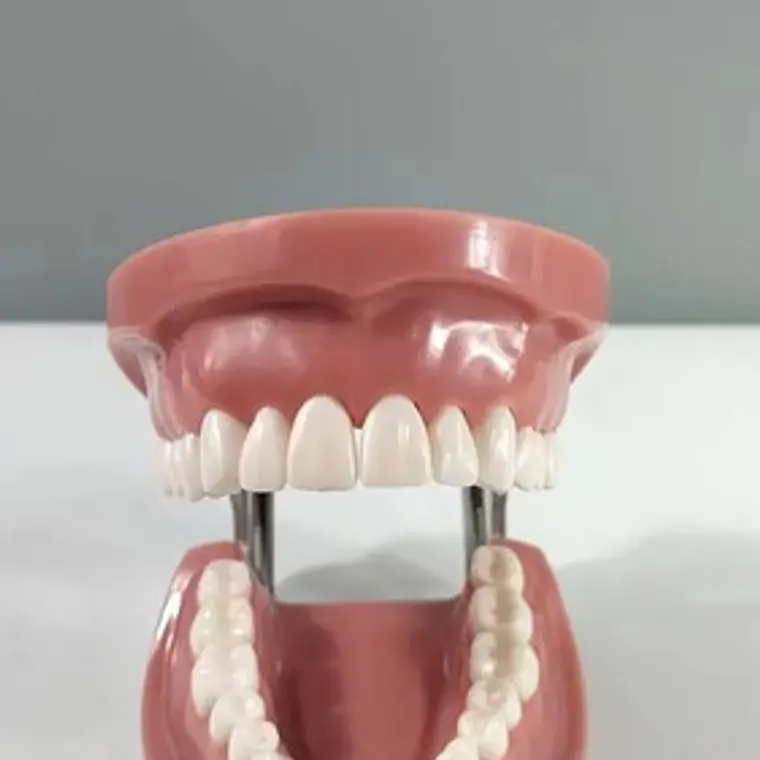 Arcada Modelo Dental Tipo Nissin 32 Piezas Encía Dura 7