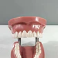 Arcada Modelo Dental Tipo Nissin 32 Piezas Encía Dura - Miniatura 7