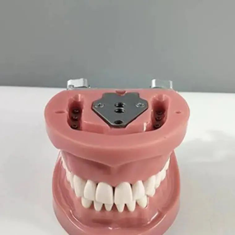 Arcada Modelo Dental Tipo Nissin 32 Piezas Encía Dura 8