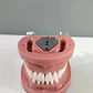 Arcada Modelo Dental Tipo Nissin 32 Piezas Encía Dura - Miniatura 8