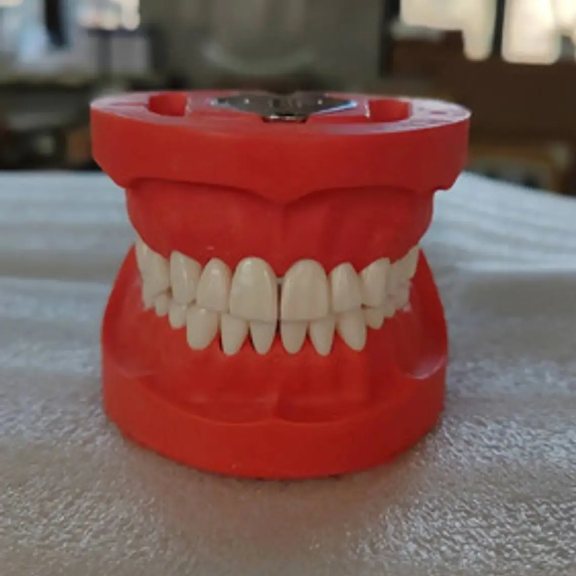 Arcada Modelo Dental Tipo Nissin 32 Piezas Encía Dura 11