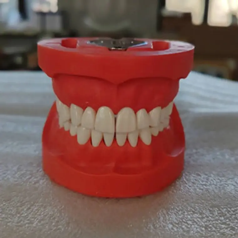 Arcada Modelo Dental Tipo Nissin 32 Piezas Encía Dura 11