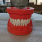 Arcada Modelo Dental Tipo Nissin 32 Piezas Encía Dura - Miniatura 11