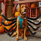 Disfraz Perro Gato Diseño Araña Halloween Y Risas Tamaños Color Talla S - Miniatura 3