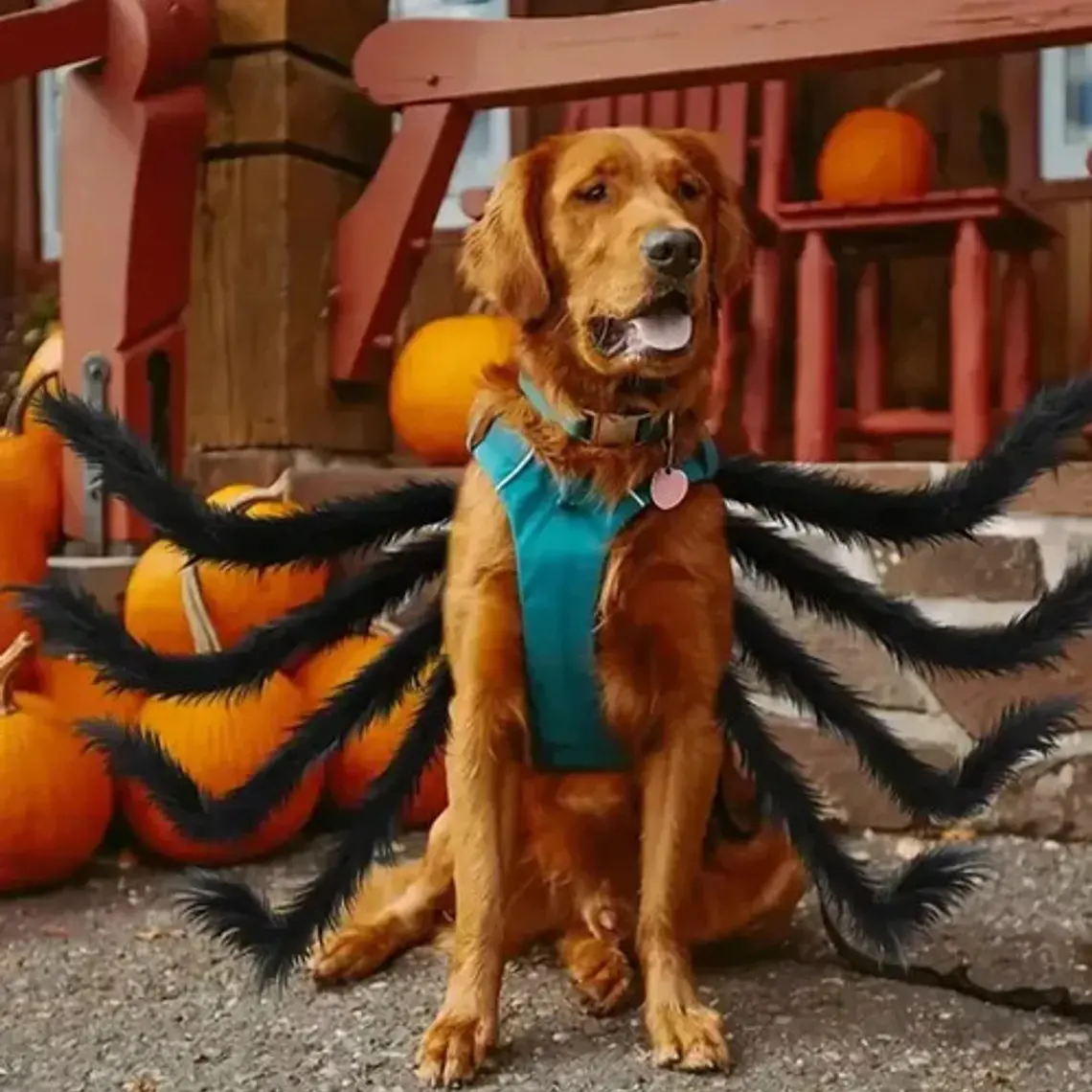 Disfraz Perro Gato Diseño Araña Halloween Y Risas Tamaños Color Talla M 3