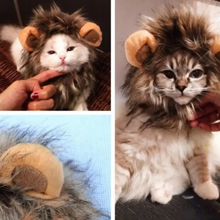 Peluca De León Para Gatitos Diversión Asegurada Santiago 3