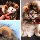 Peluca De León Para Gatitos Diversión Asegurada Santiago - Miniatura 3