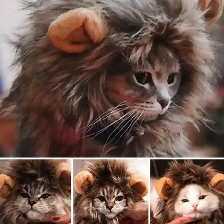 Peluca De León Para Gatitos Diversión Asegurada Santiago 5