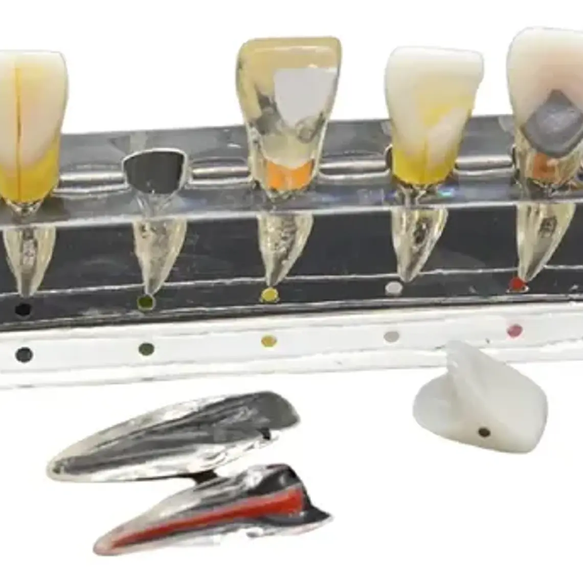 Modelo Endodoncia Dental Acrílico Enseñanza Didáctico Stgo. 1