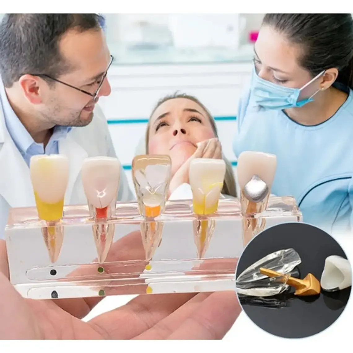 Modelo Endodoncia Dental Acrílico Enseñanza Didáctico Stgo. 2