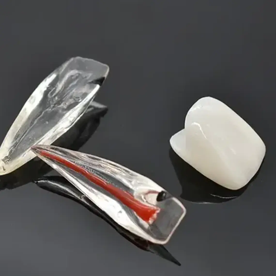 Modelo Endodoncia Dental Acrílico Enseñanza Didáctico Stgo. 6