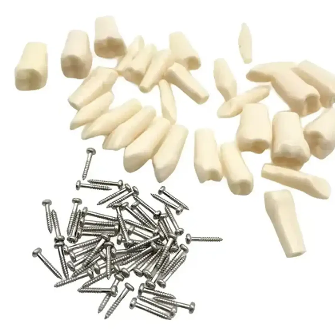 Dientes Para Modelo Frasaco Tipodonto 32 Piezas Desmontables 1