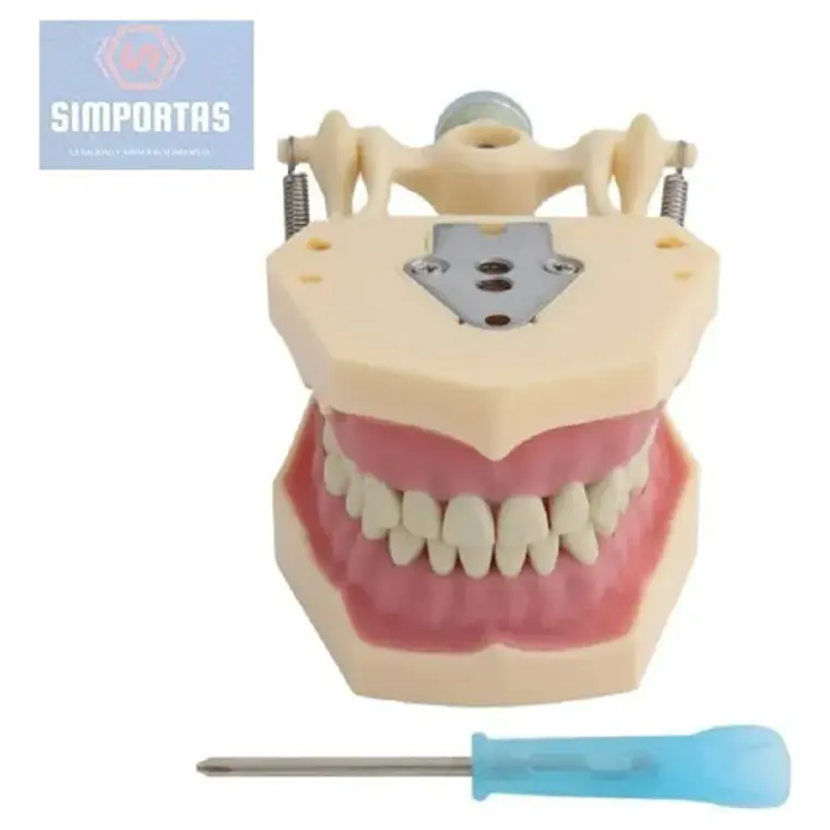 Modelo Frasaco Tipodonto 32 Dientes Desmontables Práctica 1