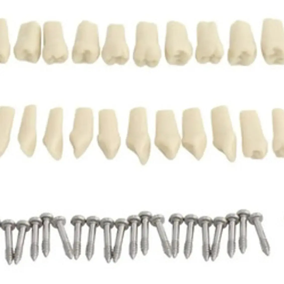 Modelo Frasaco Tipodonto 32 Dientes Desmontables Práctica 4