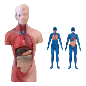 Torso Humano 28 Cm  Modelo Órganos Extraíbles Santiago