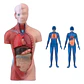 Torso Humano 28 Cm  Modelo Órganos Extraíbles Santiago - Miniatura 1