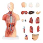 Torso Humano 28 Cm  Modelo Órganos Extraíbles Santiago - Miniatura 2