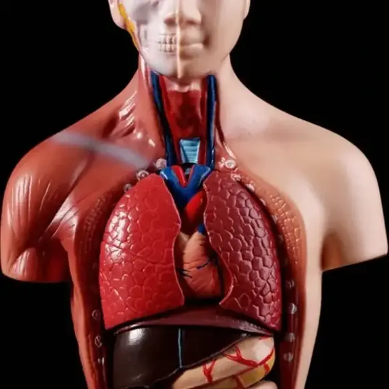 Torso Humano 28 Cm  Modelo Órganos Extraíbles Santiago 3