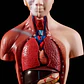 Torso Humano 28 Cm  Modelo Órganos Extraíbles Santiago - Miniatura 3
