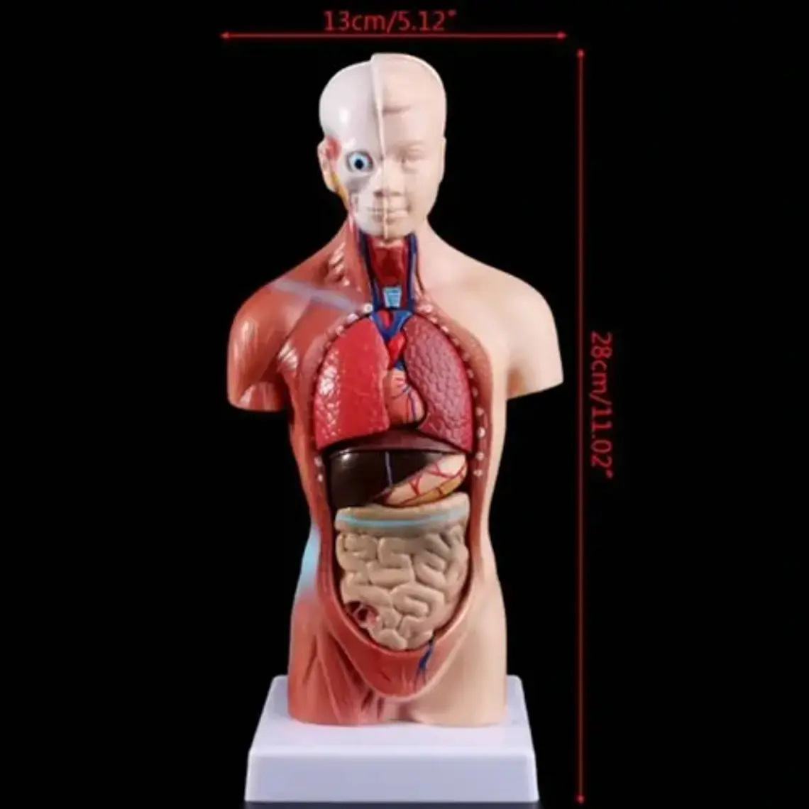 Torso Humano 28 Cm  Modelo Órganos Extraíbles Santiago 5