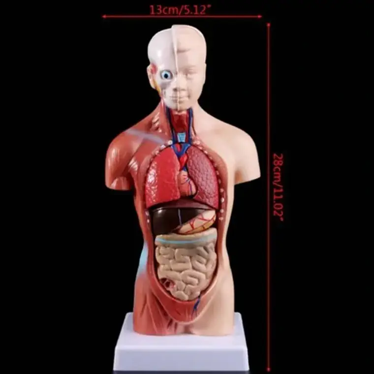 Torso Humano 28 Cm  Modelo Órganos Extraíbles Santiago 5