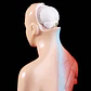 Torso Humano 28 Cm  Modelo Órganos Extraíbles Santiago - Miniatura 6