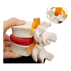 Modelo Anatómico Articulación Vertebral Enseñanza Santiago