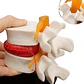 Modelo Anatómico Articulación Vertebral Enseñanza Santiago - Miniatura 1