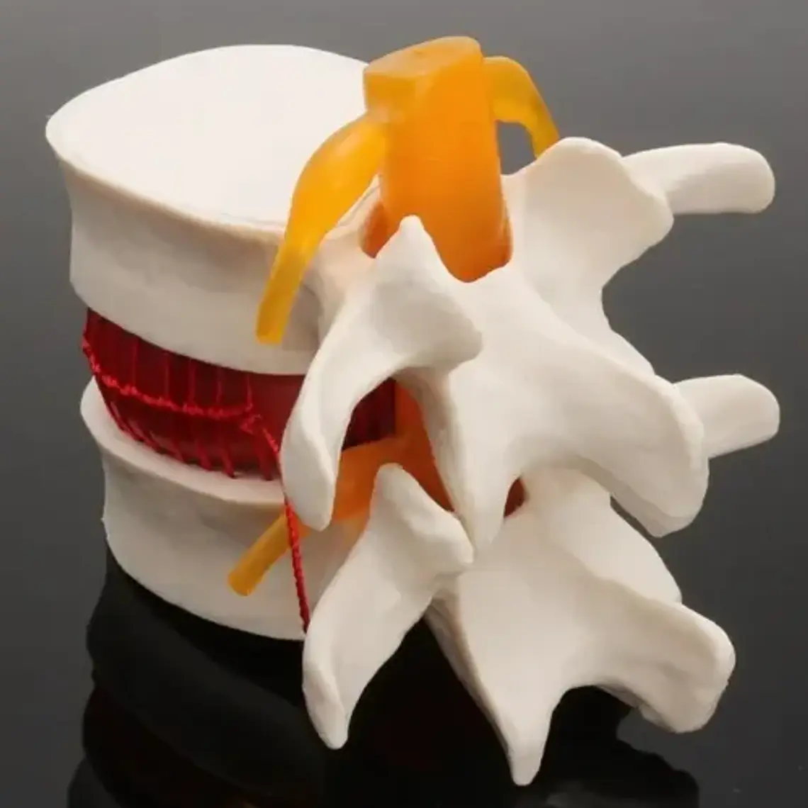 Modelo Anatómico Articulación Vertebral Enseñanza Santiago 4