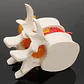 Modelo Anatómico Articulación Vertebral Enseñanza Santiago - Miniatura 5