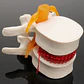 Modelo Anatómico Articulación Vertebral Enseñanza Santiago - Miniatura 6