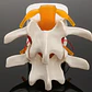 Modelo Anatómico Articulación Vertebral Enseñanza Santiago - Miniatura 8