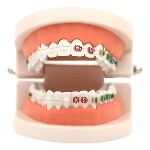 Modelo Dental Ortodoncia Enseñanza Y Estudio Santiago