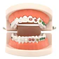 Modelo Dental Ortodoncia Enseñanza Y Estudio Santiago - Miniatura 1