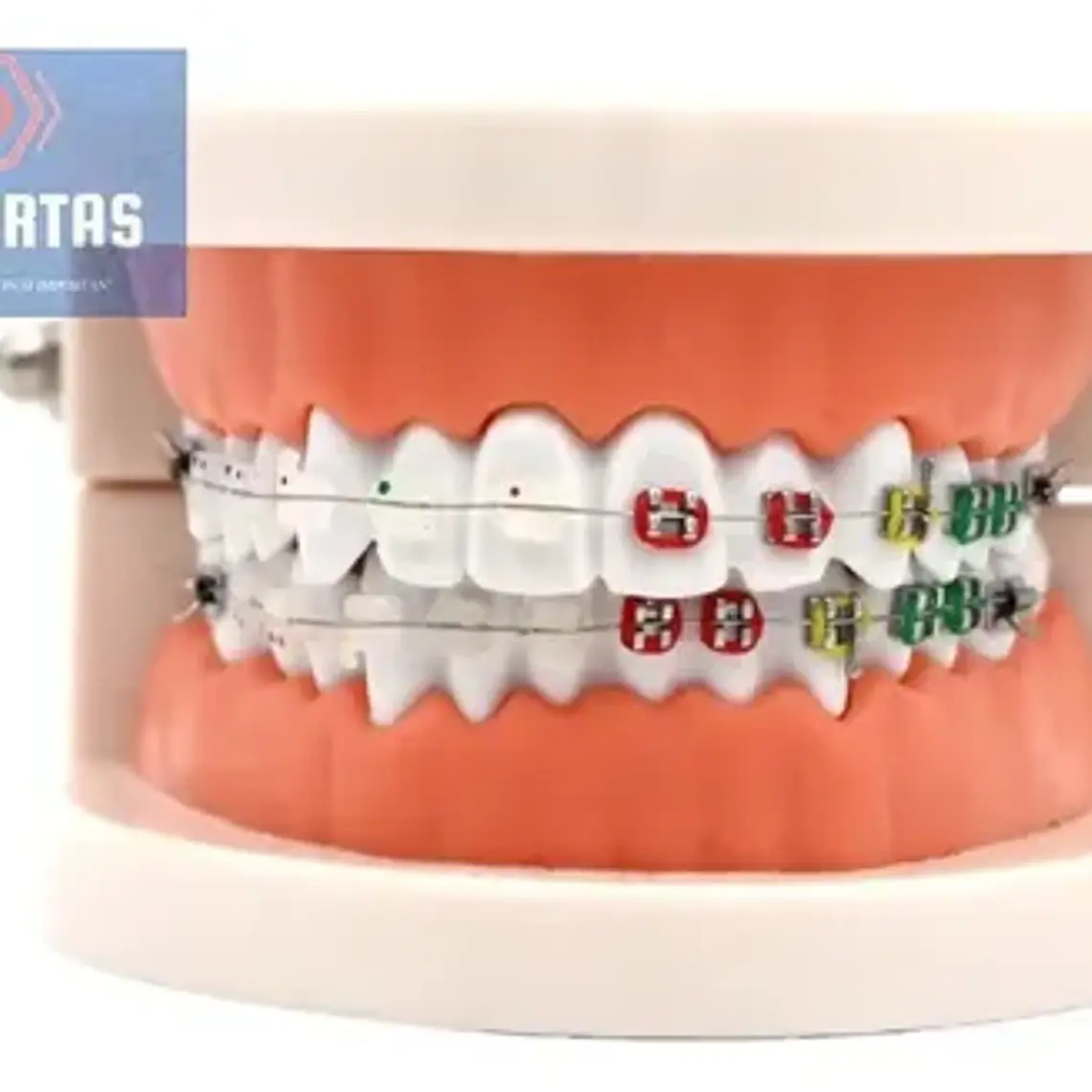 Modelo Dental Ortodoncia Enseñanza Y Estudio Santiago 2