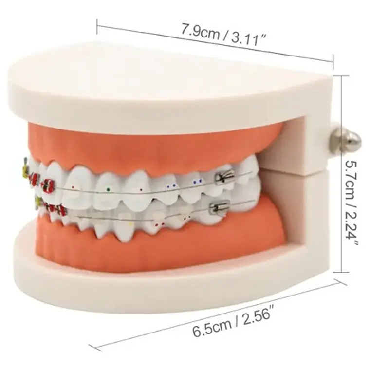 Modelo Dental Ortodoncia Enseñanza Y Estudio Santiago 3