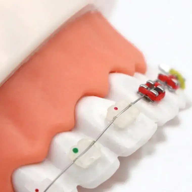 Modelo Dental Ortodoncia Enseñanza Y Estudio Santiago 5