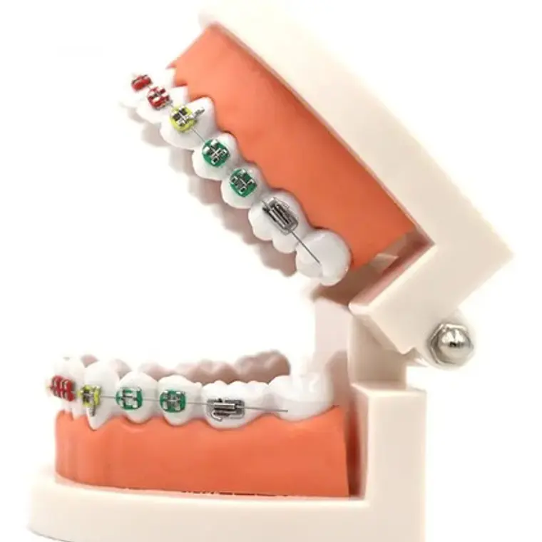 Modelo Dental Ortodoncia Enseñanza Y Estudio Santiago 8