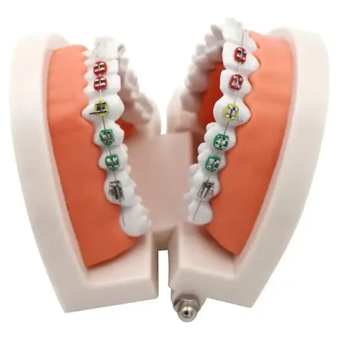 Modelo Dental Ortodoncia Enseñanza Y Estudio Santiago 9